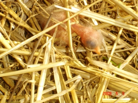 BirdNest