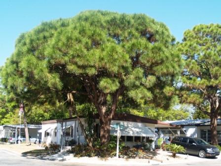 FLALastTree