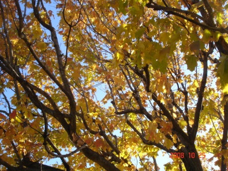 FallTrees1