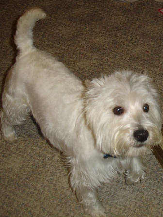 LolaGroomed1