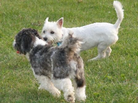 LolaMax2