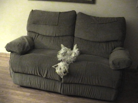 LolaPooped