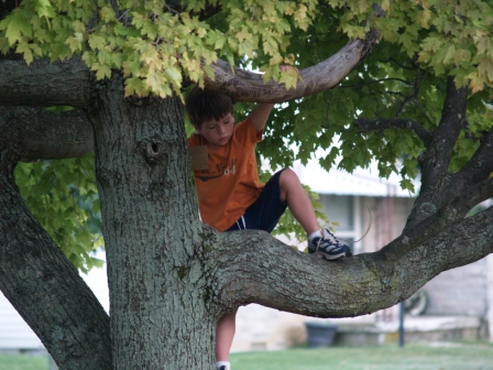 LukeTree1