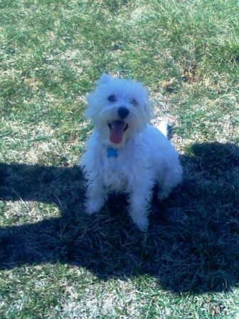 MissingLola