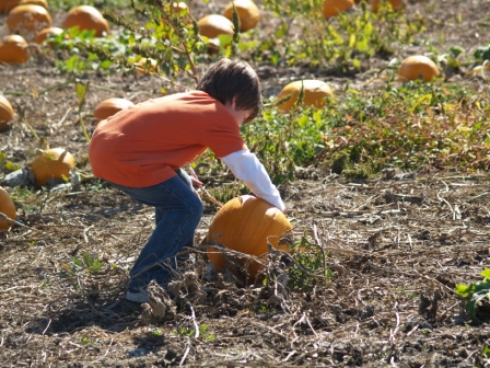 PumpkinPatch2