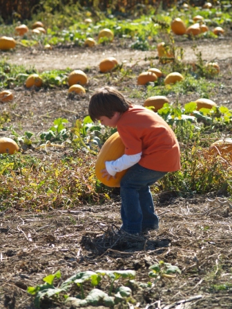 PumpkinPatch3