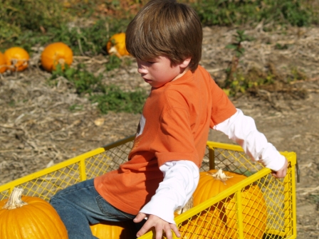 PumpkinPatch7