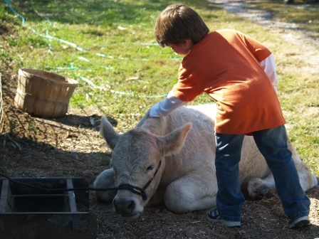 PumpkinPatchCow