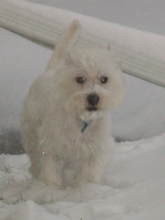 Snowday2
