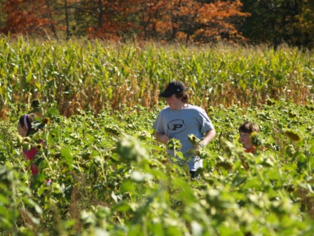SunflowerMaze1