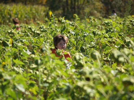 SunflowerMaze3