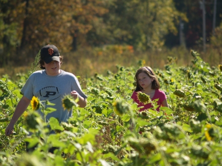 SunflowerMaze4